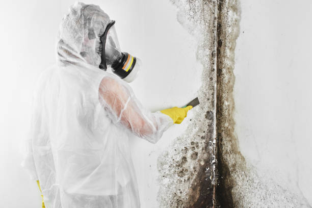 Best Health and Safety Mold Remediation in Twin Lakes, VA