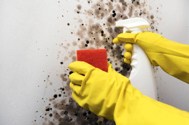 Best Black Mold Remediation in Twin Lakes, VA
